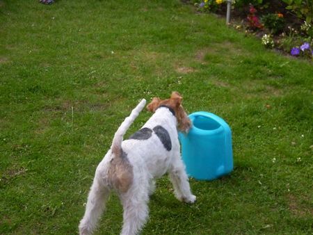Foxterrier Drahthaar Hunde Foto 32899 Foxterrier Drahthaar auf eine andere manier wasser trinken ! Daisy .