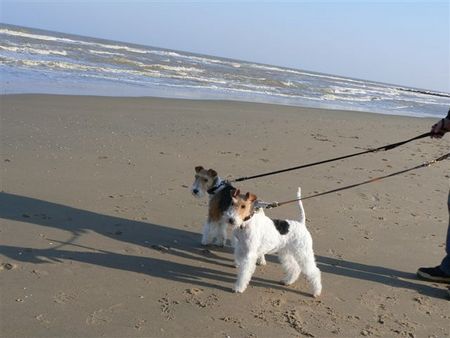 Foxterrier Drahthaar Hunde Foto 37611 Foxterrier Drahthaar Wir zwei an das sehr Grobe Meer ! Timmie und Daisy !