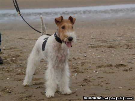 Foxterrier Drahthaar Daisy an das grobe meer