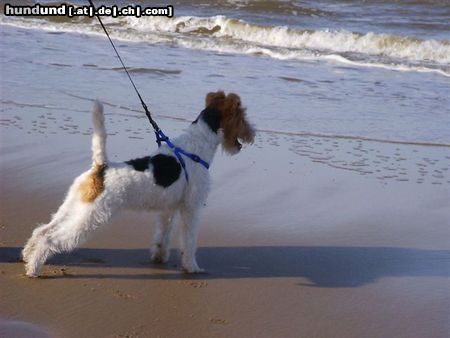 Foxterrier Drahthaar Hunde Foto 25848 Foxterrier Drahthaar Ich bin zum erste mal am zo fiel wasser !
