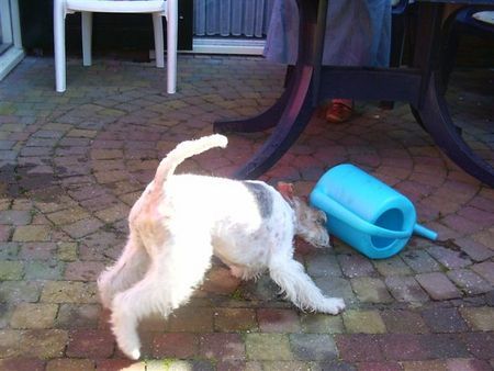 Foxterrier Drahthaar Hunde Foto 34045 Foxterrier Drahthaar Das macht SpaB !
