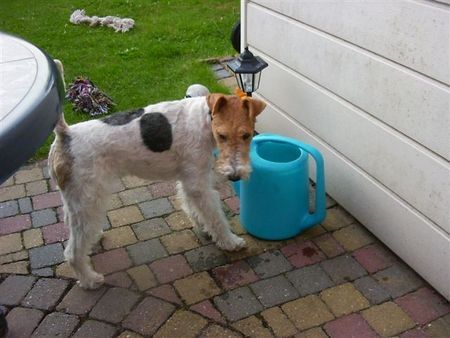 Foxterrier Drahthaar Hunde Foto 32900 Foxterrier Drahthaar Daisy der kleine drahthaar foxterrier !