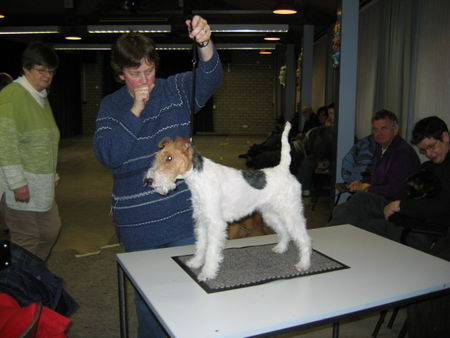 Foxterrier Drahthaar Hunde Foto 28342 Foxterrier Drahthaar ich bin der kleine schone Daisy !