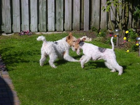Foxterrier Drahthaar Hunde Foto 34046 Foxterrier Drahthaar Bruder uns Schwester Foxterrier.