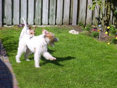 Foxterrier Drahthaar Hunde Foto 34047 Foxterrier Drahthaar Zusammen spielen