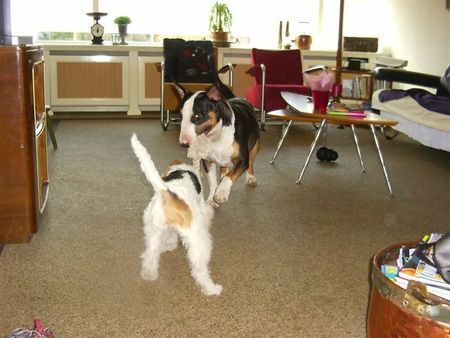 Foxterrier Drahthaar Hunde Foto 30440 Foxterrier Drahthaar wir beiden zusammen !