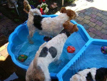 Foxterrier Drahthaar Hunde Foto 32811 Foxterrier Drahthaar Spielen mit wasser ist sehr schon !