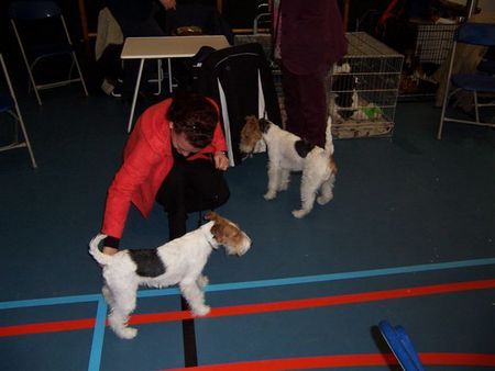 Foxterrier Drahthaar Hunde Foto 28536 Foxterrier Drahthaar wir beiden zusammen !