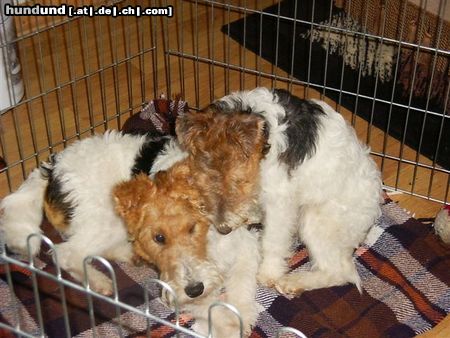Foxterrier Drahthaar Hunde Foto 24394 Foxterrier Drahthaar wir lieben uns sehr zusammen !