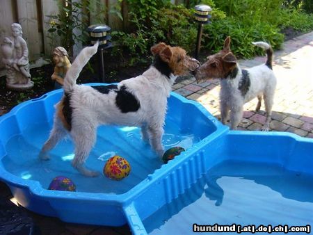 Foxterrier Drahthaar Hunde Foto 25009 Foxterrier Drahthaar Das ist sehr schon zusammen spielen mit wasser