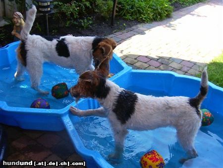 Foxterrier Drahthaar Hunde Foto 25010 Foxterrier Drahthaar Im wasser zu sein das ist das schonste was es gibt