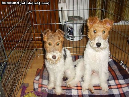 Foxterrier Drahthaar Hunde Foto 24289 Foxterrier Drahthaar wir beiden haben uns sehr lieb !