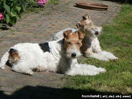 Foxterrier Drahthaar Hunde Foto 46439 Foxterrier Drahthaar Zusammen in den garten