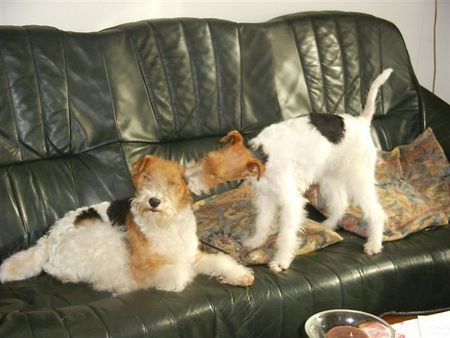 Foxterrier Drahthaar Hunde Foto 29416 Foxterrier Drahthaar Wir lieben uns sehr als Mutter und Tochter !
