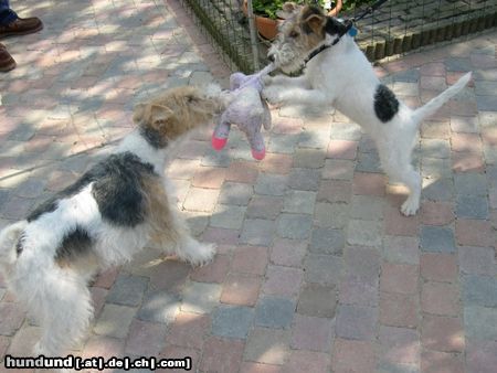 Foxterrier Drahthaar Hunde Foto 26314 Foxterrier Drahthaar wir lieben es zusammen spielen !