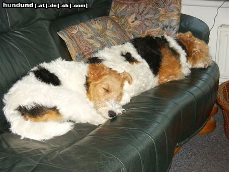 Foxterrier Drahthaar Hunde Foto 24426 Foxterrier Drahthaar Wir lieben uns so sehr das wir zusammen schalfen auf der bank