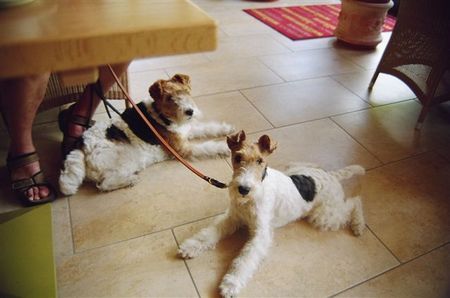 Foxterrier Drahthaar Hunde Foto 33781 Foxterrier Drahthaar Wir beiden zusammen.
