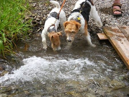 Foxterrier Drahthaar Hunde Foto 33296 Foxterrier Drahthaar Wir genieBen von in das wasser zu spielen.
