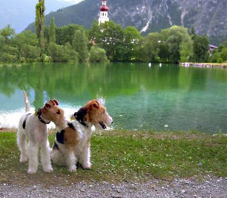 Foxterrier Drahthaar Hunde Foto 33297 Foxterrier Drahthaar Die schone Nassereithersee !