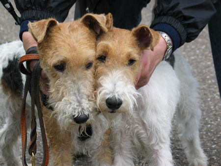 Foxterrier Drahthaar Hunde Foto 31639 Foxterrier Drahthaar Mutter und Tochter !