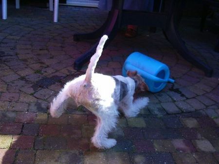 Foxterrier Drahthaar Hunde Foto 34048 Foxterrier Drahthaar so spielen is das schonste was es gibt