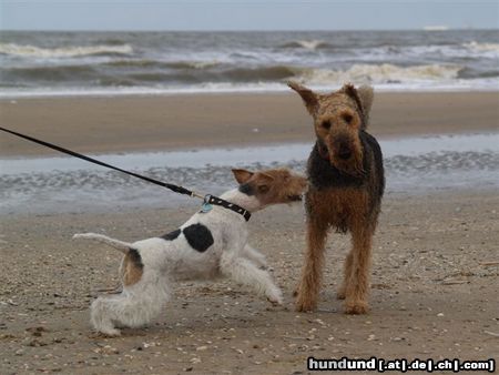 Foxterrier Drahthaar Hunde Foto 45289 Foxterrier Drahthaar Ich sage was zu dir horst du mich nicht