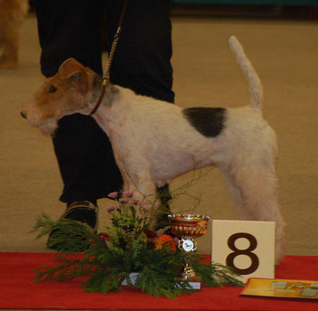 Foxterrier Drahthaar Hunde Foto 35061 Foxterrier Drahthaar Ich bin der Champion