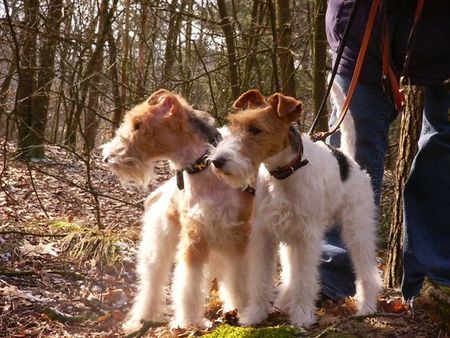 Foxterrier Drahthaar Hunde Foto 30051 Foxterrier Drahthaar Eine schone waldspaziergang als Mutter und Tochter