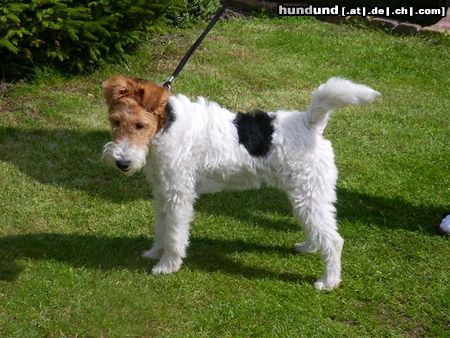 Foxterrier Drahthaar Hunde Foto 23763 Foxterrier Drahthaar es ist schon hier in den garten zu sein