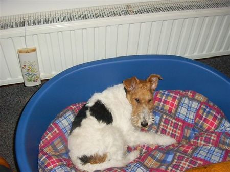 Foxterrier Drahthaar Hunde Foto 26979 Foxterrier Drahthaar Ich habe meine eigene korb und ich liege hier sehr gerne ein. DAISY !