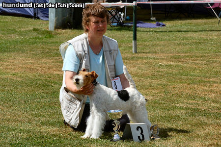 Foxterrier Drahthaar Foxterrier Drahthaar Daisy