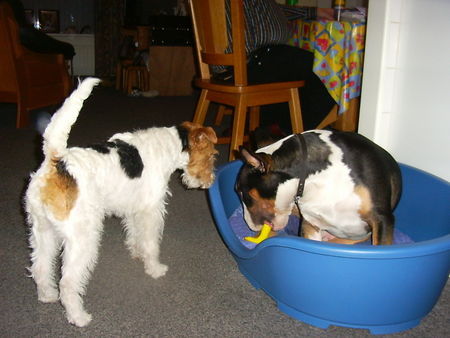 Foxterrier Drahthaar Hunde Foto 29002 Foxterrier Drahthaar schauen was er tut das kan ich sehr gut . Daisy !