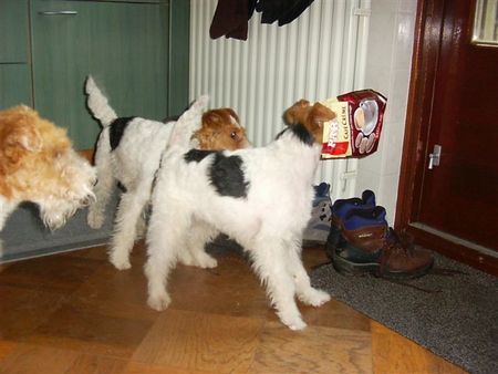 Foxterrier Drahthaar Hunde Foto 29840 Foxterrier Drahthaar Ich habe eine mutze auf meinen kopf.