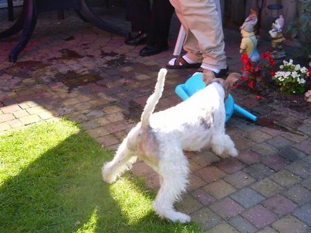 Foxterrier Drahthaar Hunde Foto 34049 Foxterrier Drahthaar Spielen, Spielen !