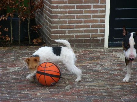 Foxterrier Drahthaar Hunde Foto 30441 Foxterrier Drahthaar Mit den bal spielen ist sehr schon