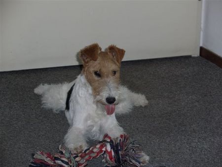 Foxterrier Drahthaar Hunde Foto 31317 Foxterrier Drahthaar ich spiele sehr gerne ! DAISY.