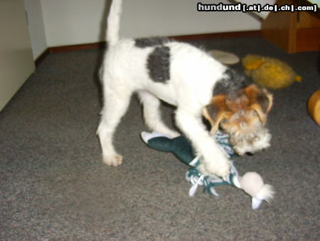 Foxterrier Drahthaar Hunde Foto 26223 Foxterrier Drahthaar ich spiele sehr gerne ! DAISY.