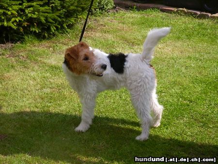 Foxterrier Drahthaar Hunde Foto 23764 Foxterrier Drahthaar was siehe ich den da !