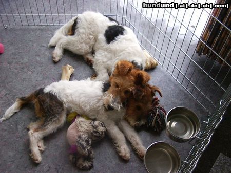 Foxterrier Drahthaar Hunde Foto 23376 Foxterrier Drahthaar wir lieben es zo zu schlafen