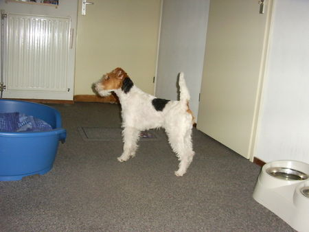 Foxterrier Drahthaar Hunde Foto 28805 Foxterrier Drahthaar Ich kan sehr gut warten ob ich was bekomme . Daisy