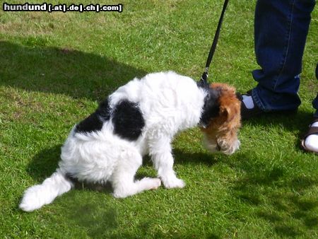 Foxterrier Drahthaar Hunde Foto 23765 Foxterrier Drahthaar Ich bin eine sehr schone drahthaar foxterrier !