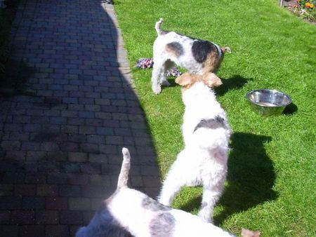 Foxterrier Drahthaar Hunde Foto 34051 Foxterrier Drahthaar Mutter, Sohn und Tochter