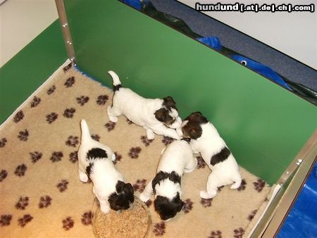 Foxterrier Drahthaar Hunde Foto 23871 Foxterrier Drahthaar zusammen spielen ist sehr schon und wir tun das auch gerne