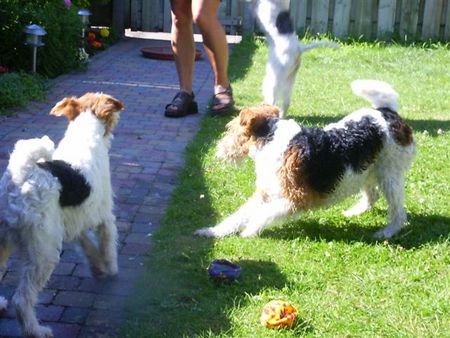 Foxterrier Drahthaar Hunde Foto 32812 Foxterrier Drahthaar zusammen im garten !