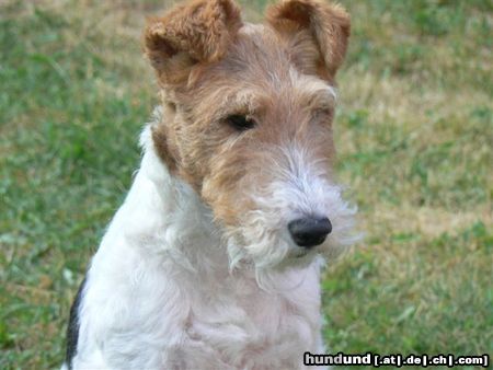 Foxterrier Drahthaar Der schone  Daisy