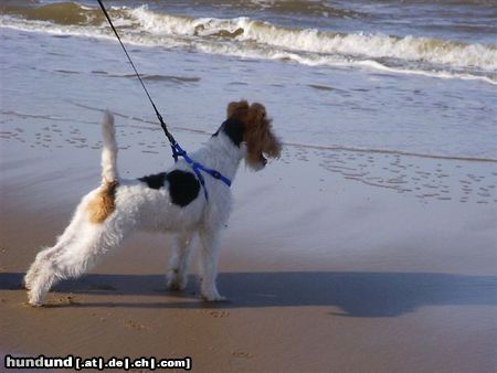 Foxterrier Drahthaar Hunde Foto 26174 in höherer Auflösung ansehen Foxterrier Drahthaar Die kleine Daisy auf dem groBe strand !