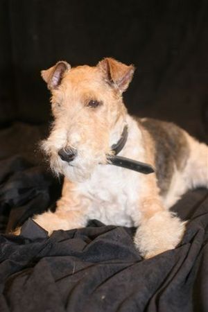 Foxterrier Drahthaar Hunde Foto 39755 Foxterrier Drahthaar Ich bin der Schone Timmie