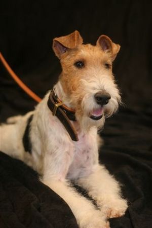 Foxterrier Drahthaar Hunde Foto 39753 Foxterrier Drahthaar Ich bin der schone Daisy