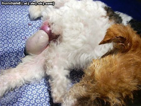 Foxterrier Drahthaar Hunde Foto 25572 Foxterrier Drahthaar Das ist ein schones moment ein neues leben auf der welt bringen !