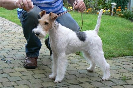 Foxterrier Drahthaar Hunde Foto 34590 Foxterrier Drahthaar Ich bin eine schonheit ! Daisy.